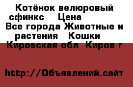 Котёнок велюровый сфинкс. › Цена ­ 15 000 - Все города Животные и растения » Кошки   . Кировская обл.,Киров г.